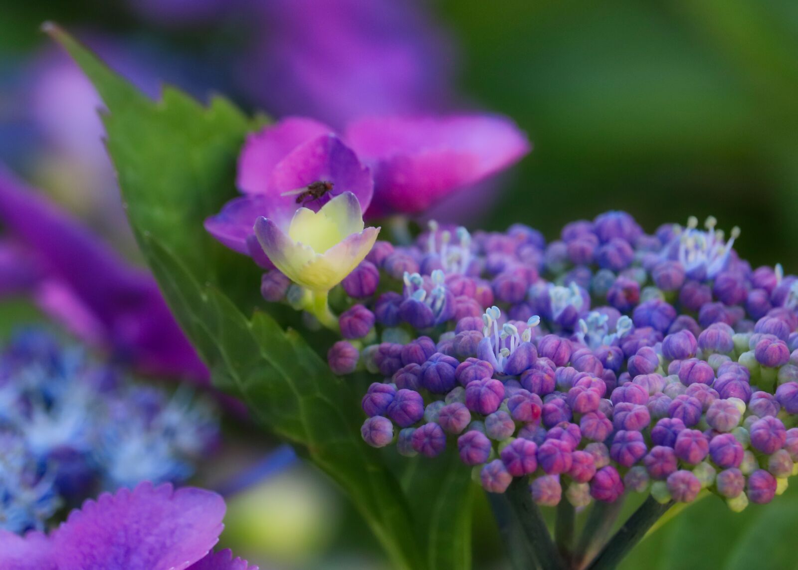 Canon EF-S 55-250mm F4-5.6 IS STM sample photo. Hydrangea, blossom, bloom photography