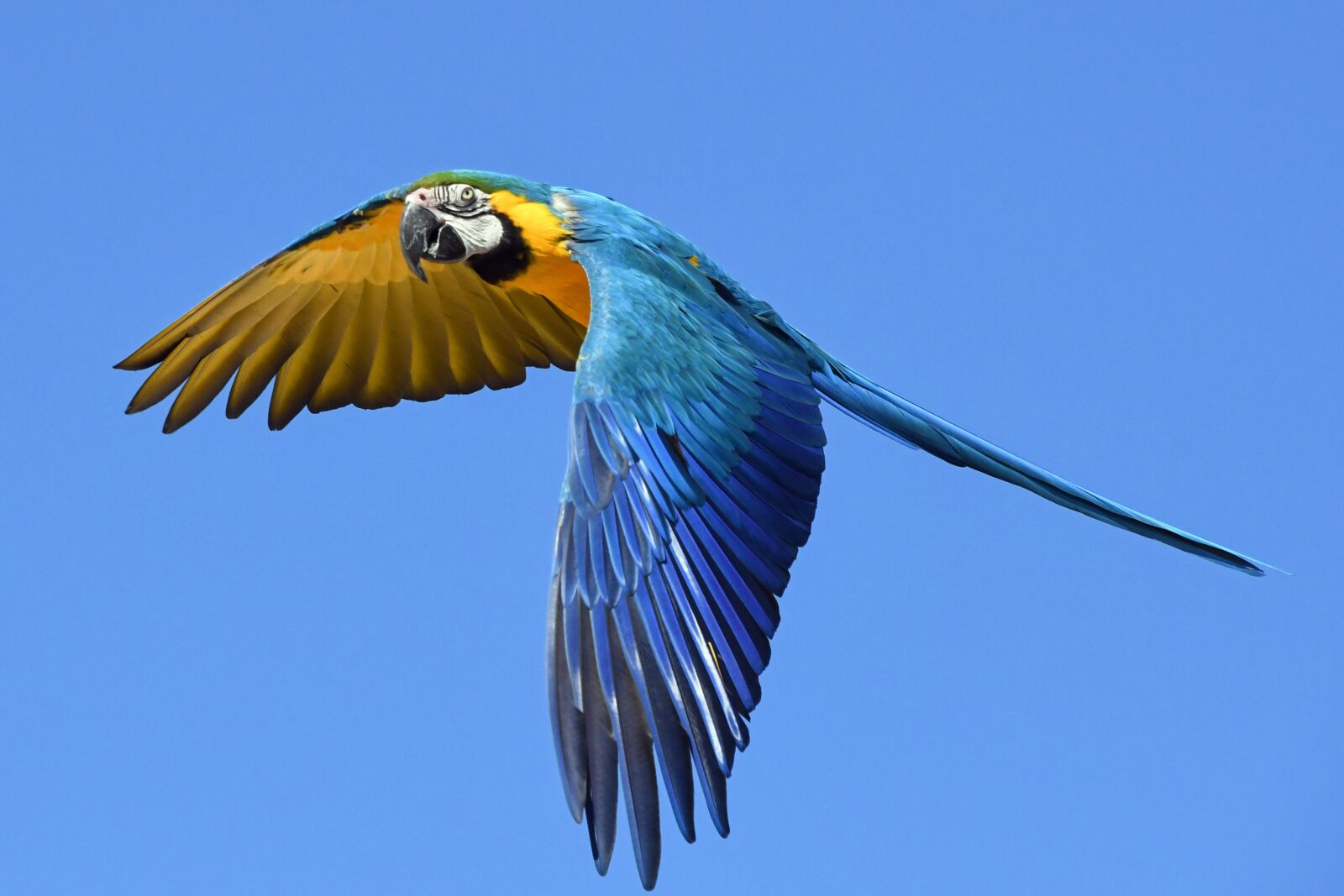 Nikon D500 sample photo. Parrot, blue macaw, fly photography