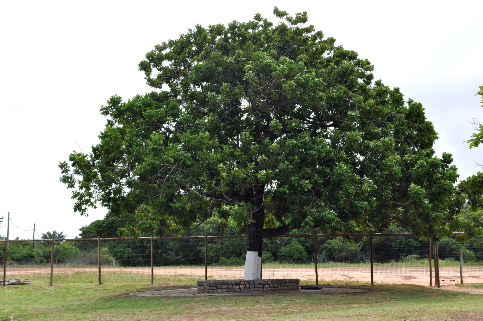 Nikon D5000 sample photo. Big, whitewashed, tree, white photography