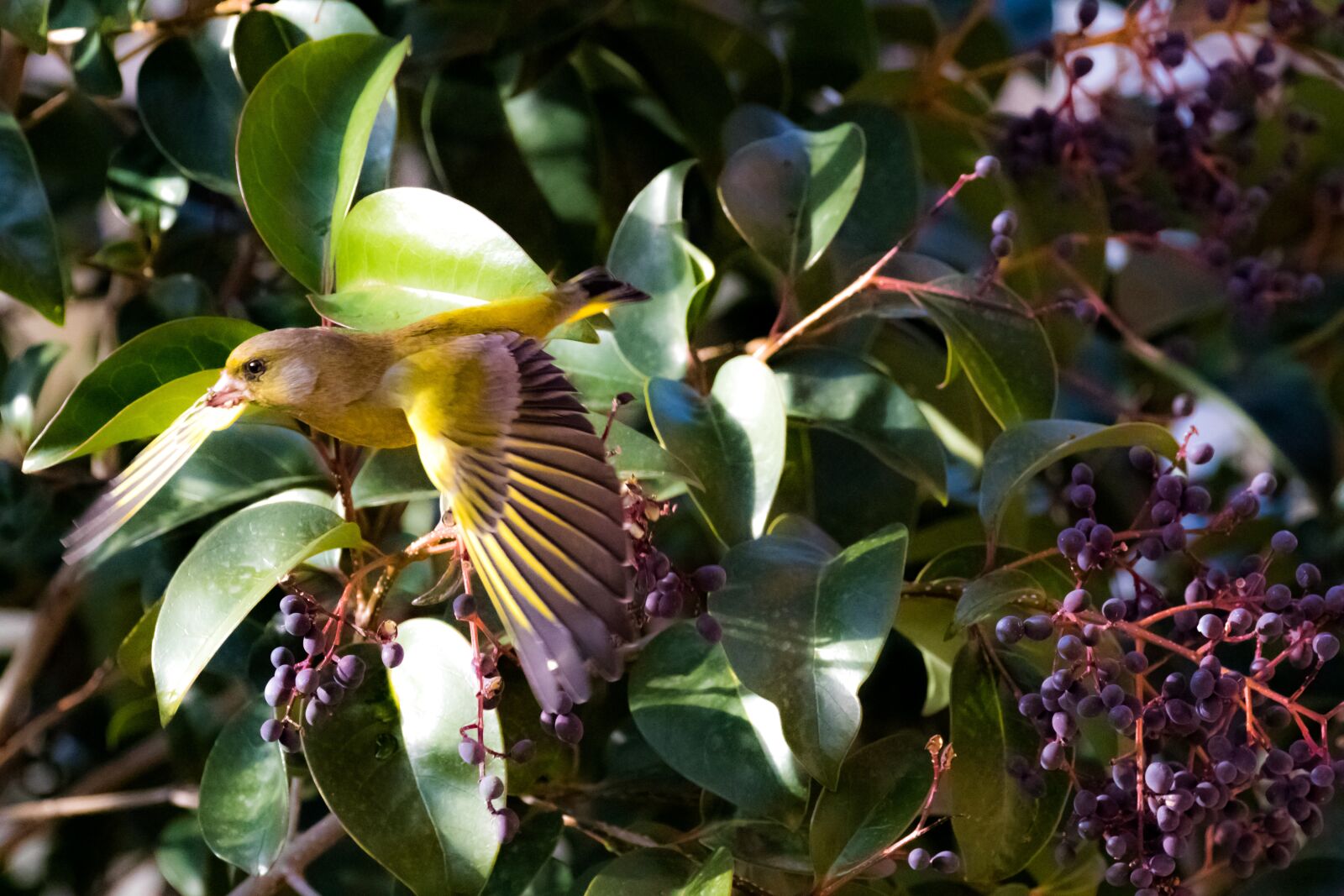Canon EOS 7D Mark II sample photo. Spain, madrid, birding photography