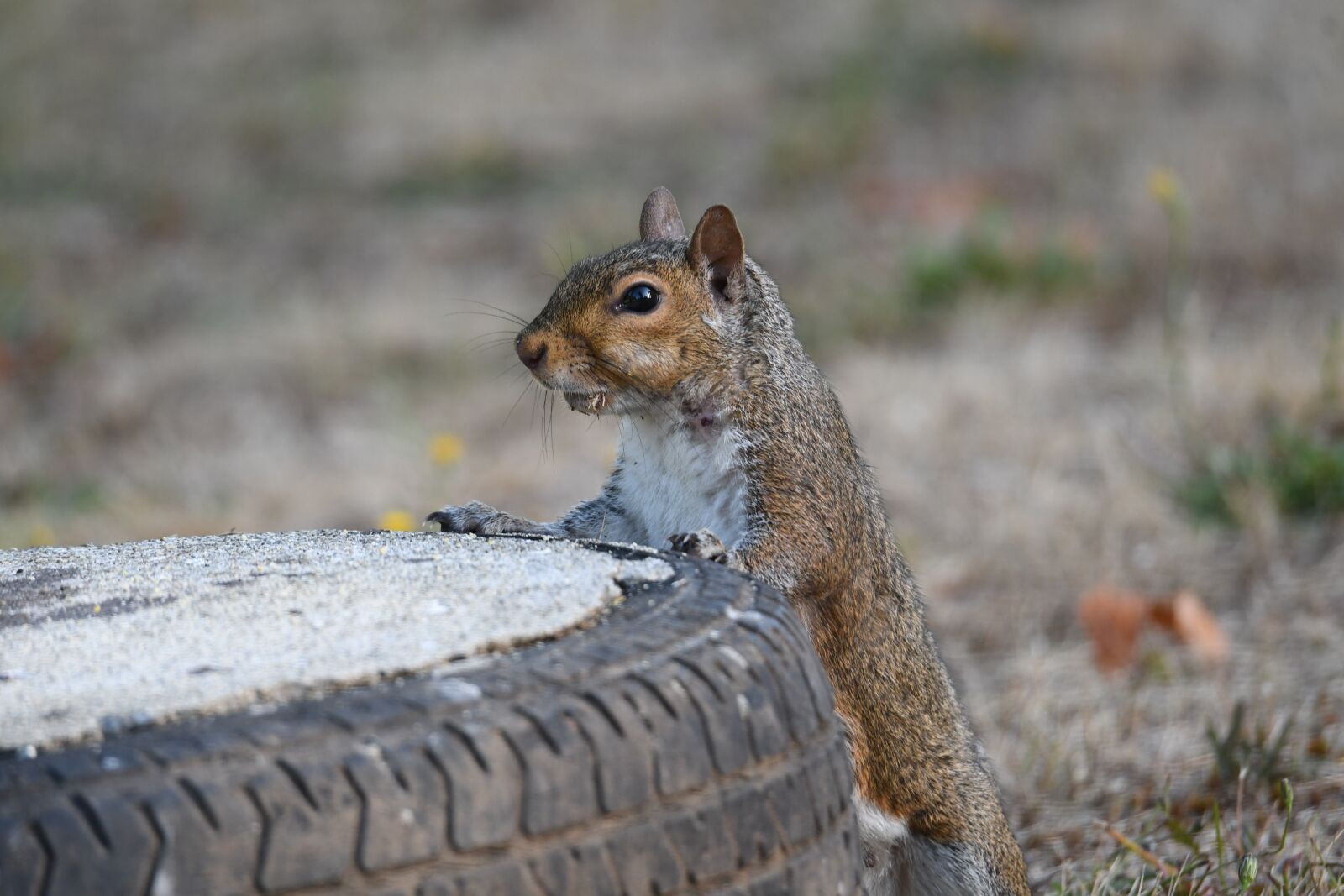 Nikon D500 sample photo. Squirrel, chipmunk, rodent photography