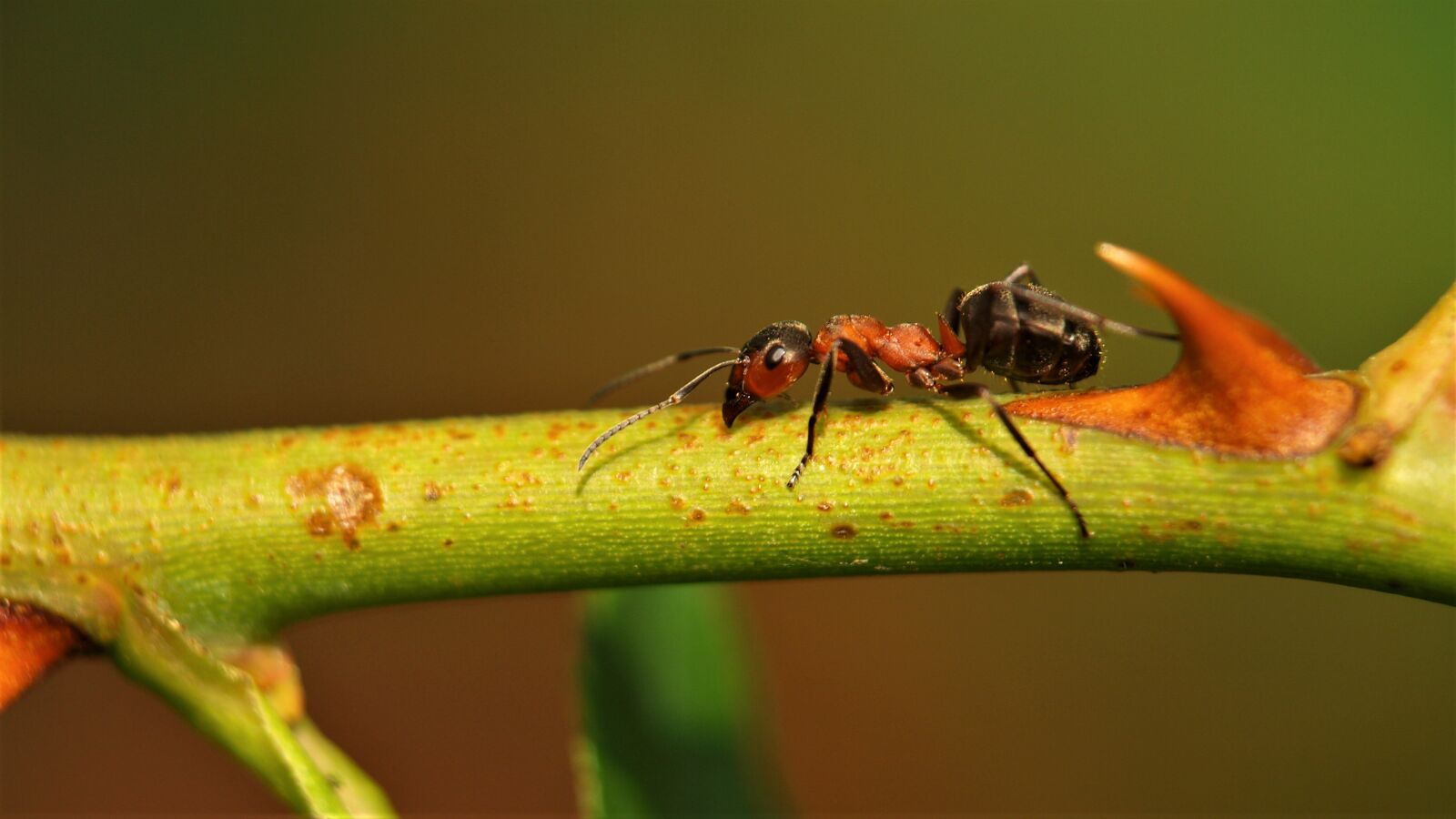Olympus E-420 (EVOLT E-420) sample photo. Ant, wood ant, animal photography