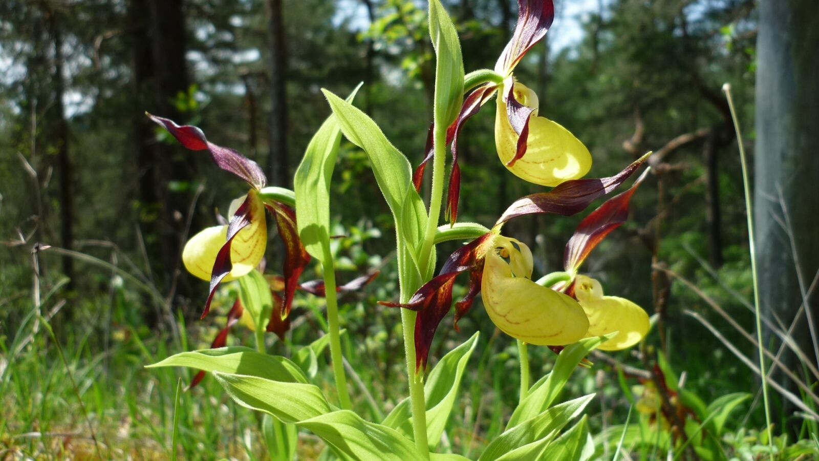 Panasonic Lumix DMC-FS6 sample photo. Frauenschuh, german orchid, magnificent photography