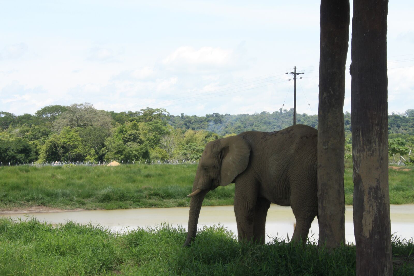 Canon EOS 450D (EOS Rebel XSi / EOS Kiss X2) sample photo. Elephant, lake, summer photography