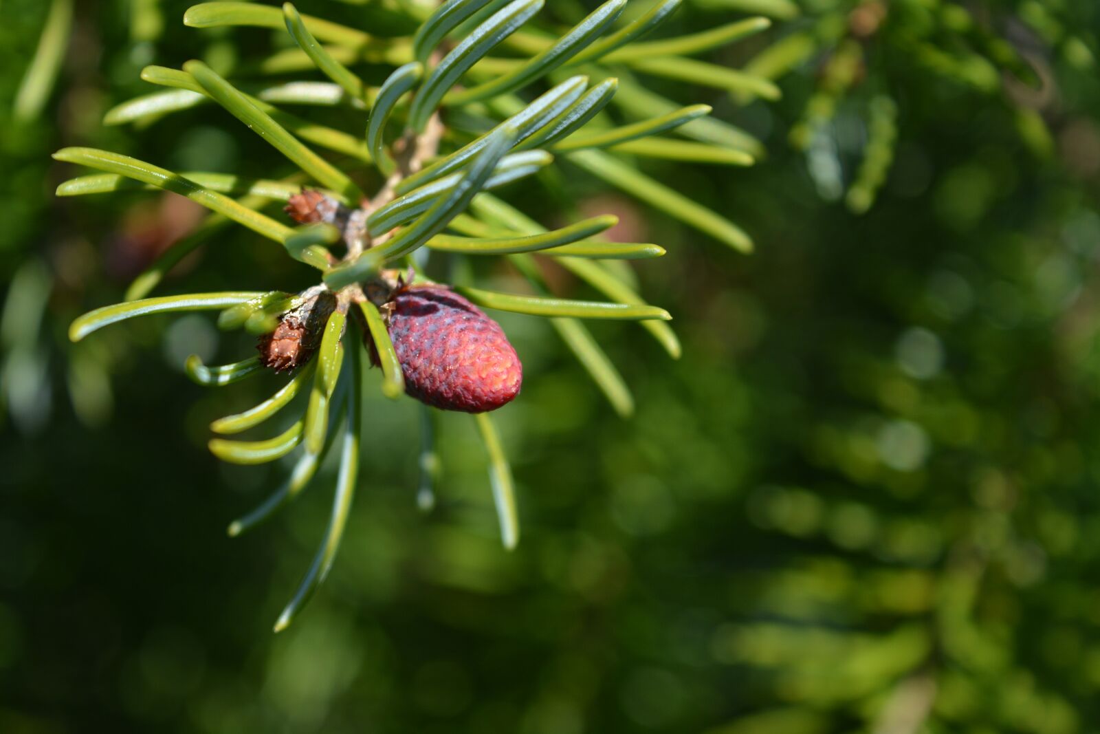 Nikon D5200 sample photo. Serbian spruce, pine cones photography