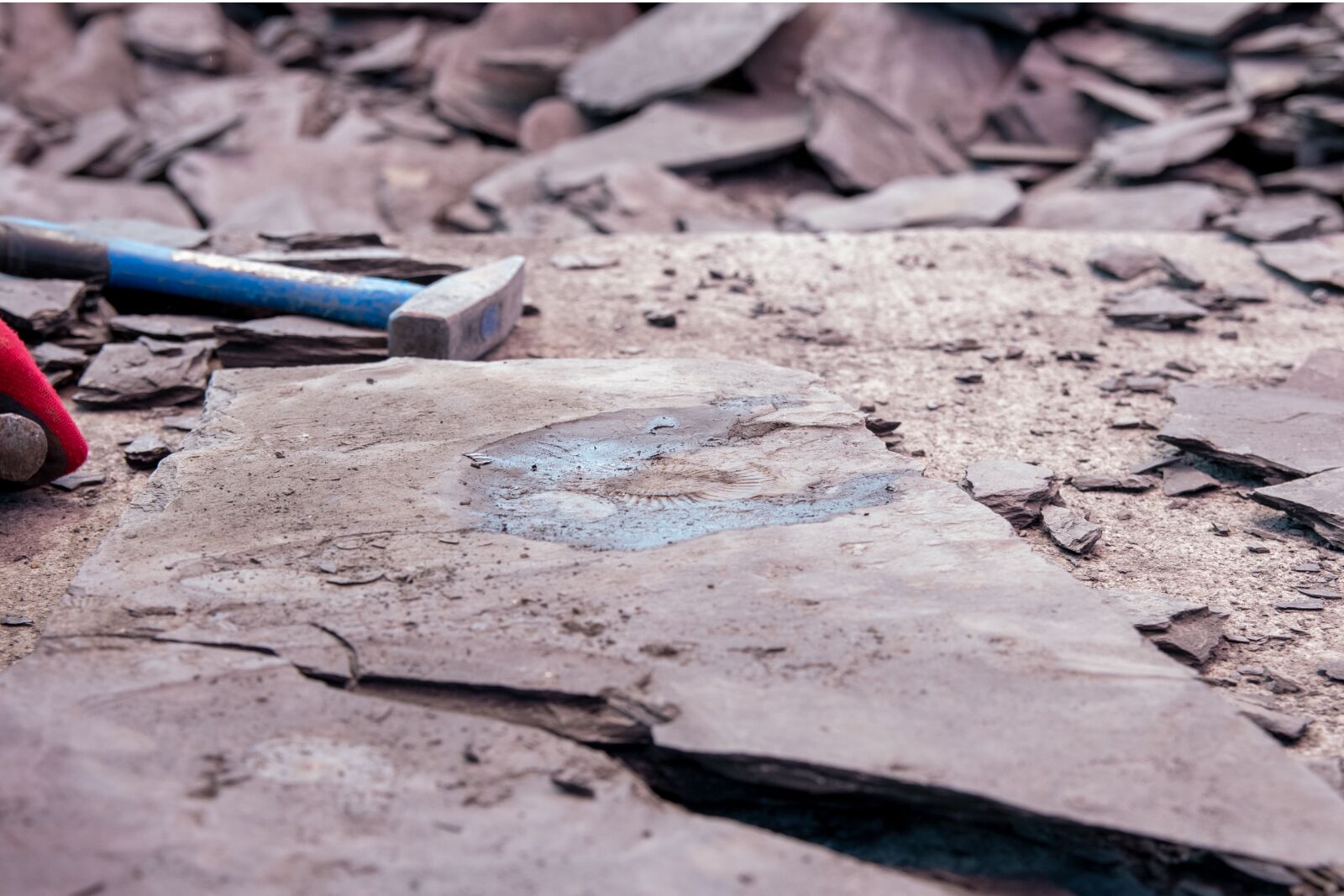 Nikon D500 sample photo. Slate, slate knock, swabian photography
