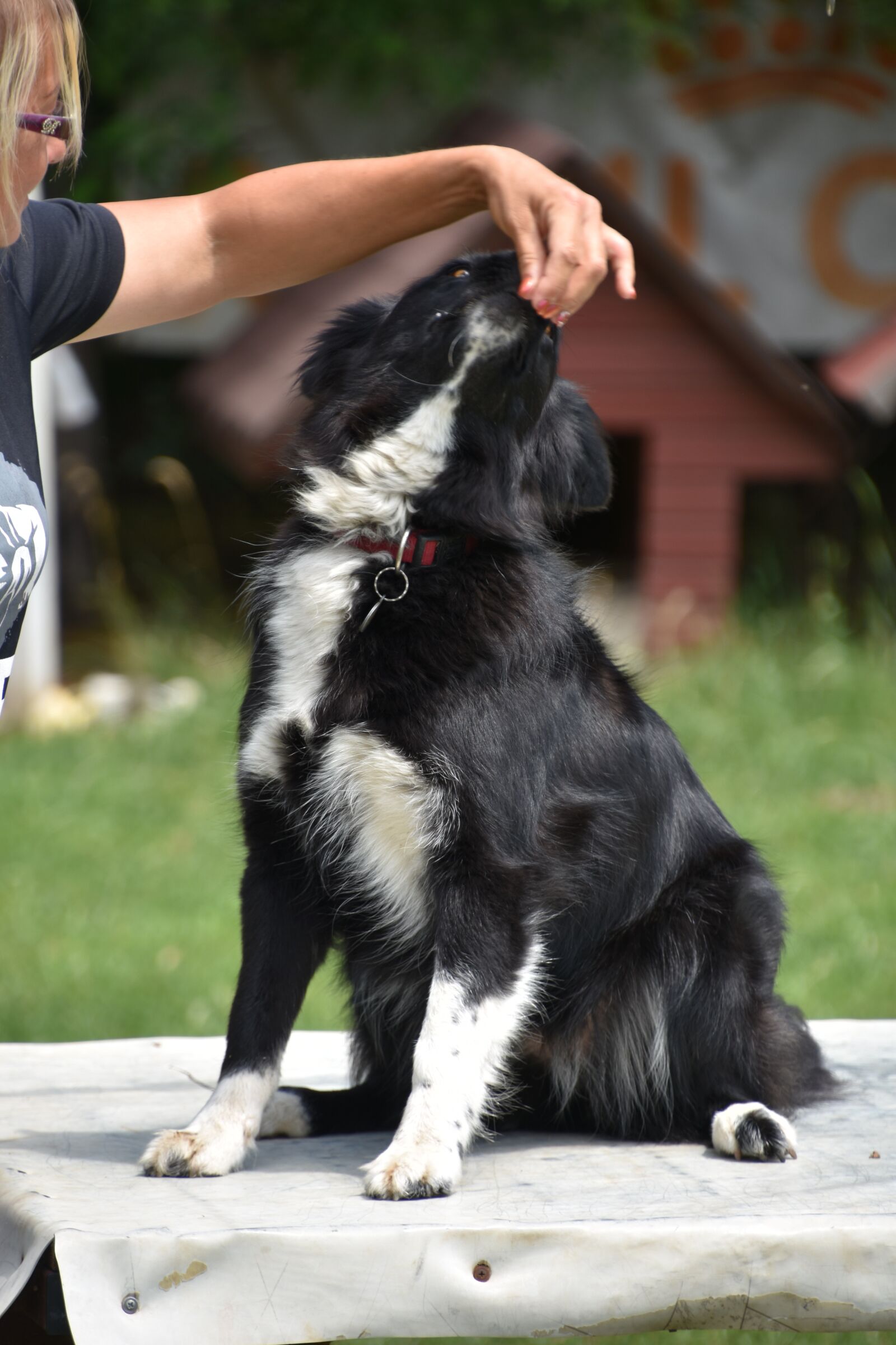 Nikon D7200 sample photo. Dog, training, kaja photography