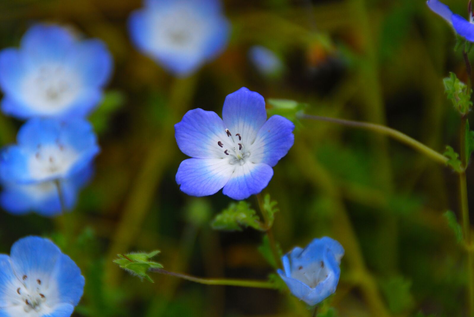 Nikon D40X sample photo. Flower, blue, nature photography