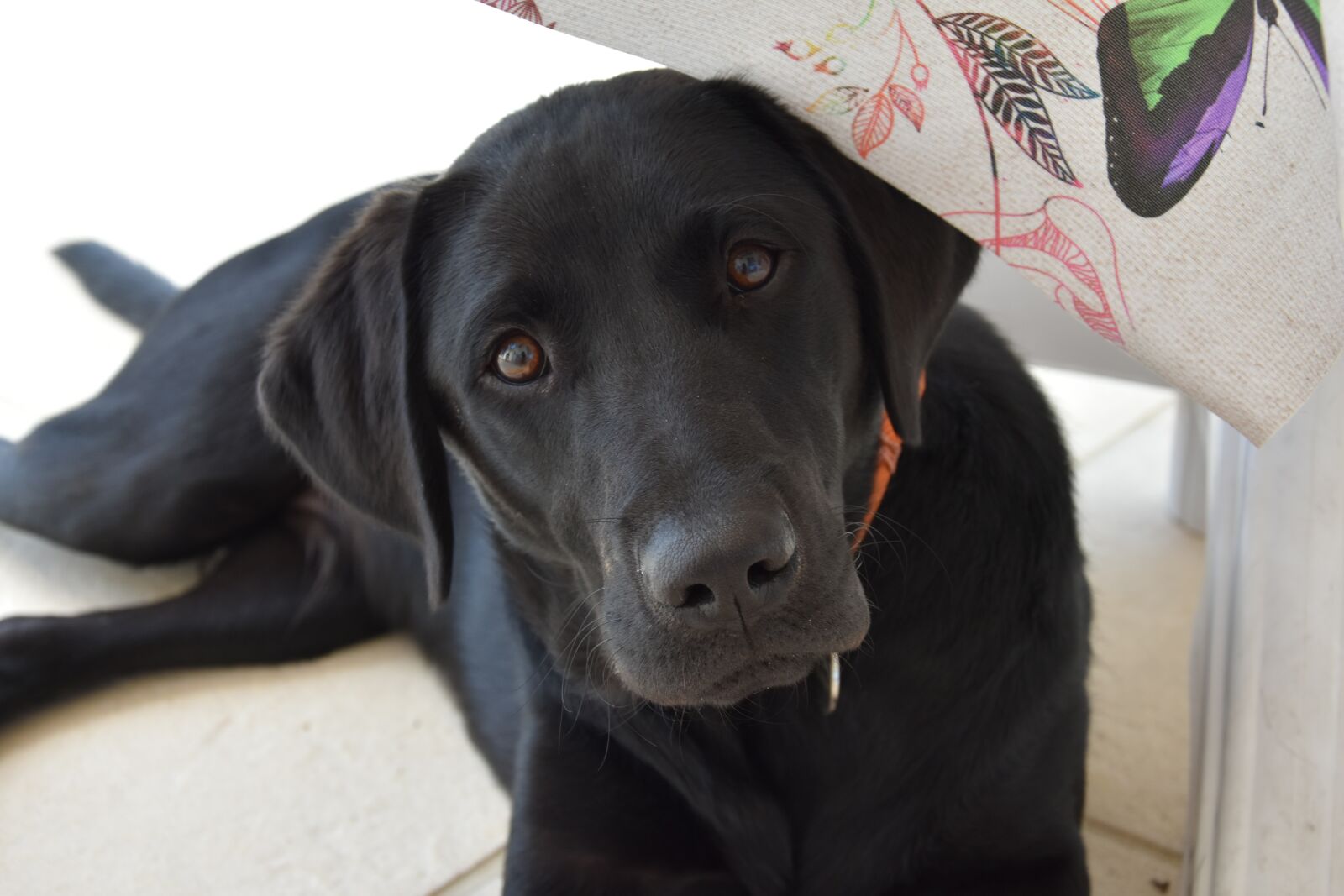 Nikon D5500 sample photo. Labrador, dog, animal photography