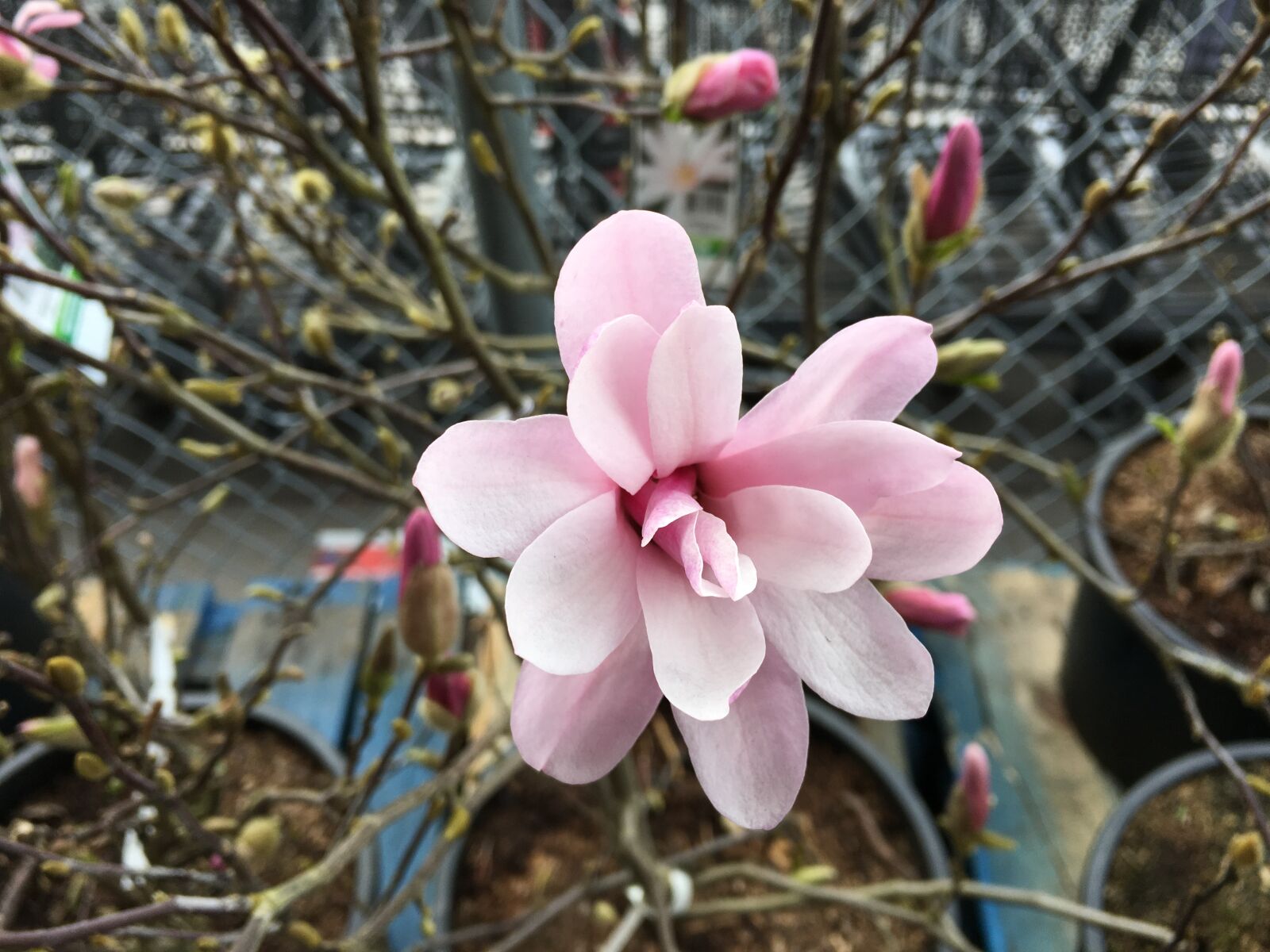 Apple iPhone 6s Plus sample photo. Magnolia, bloom, flower photography