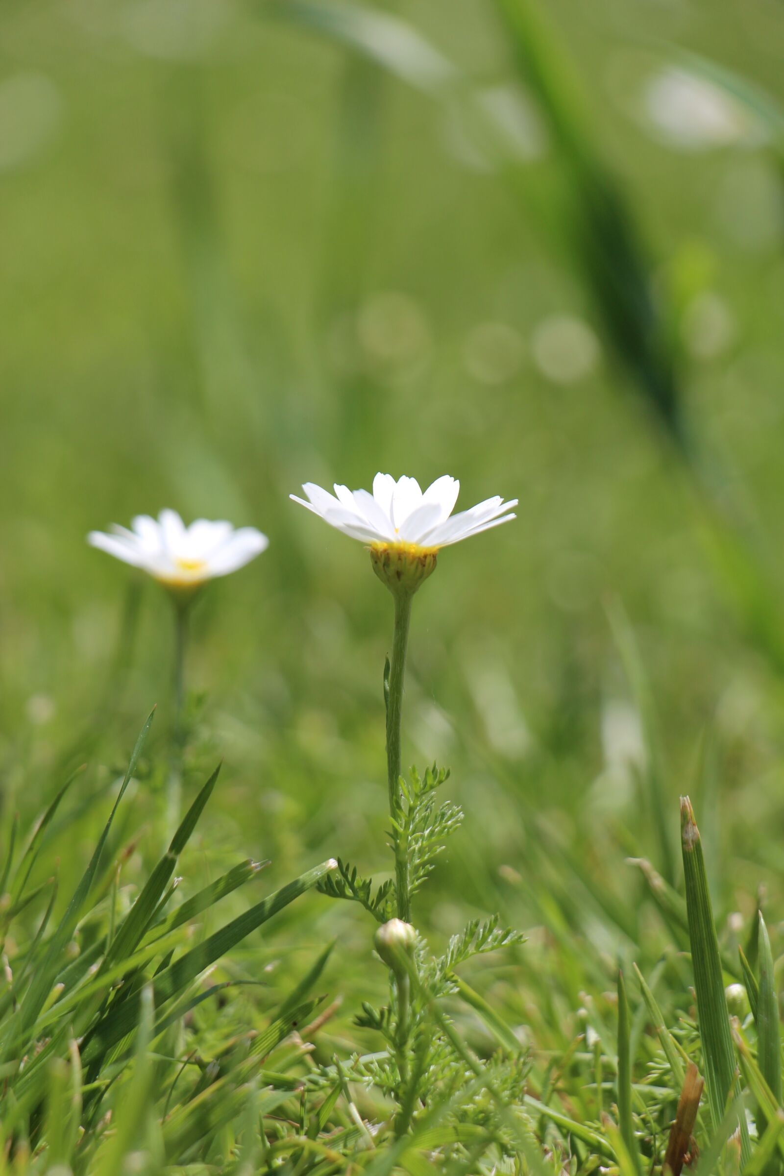 Canon EOS 650D (EOS Rebel T4i / EOS Kiss X6i) sample photo. Daisy, grass, spring photography