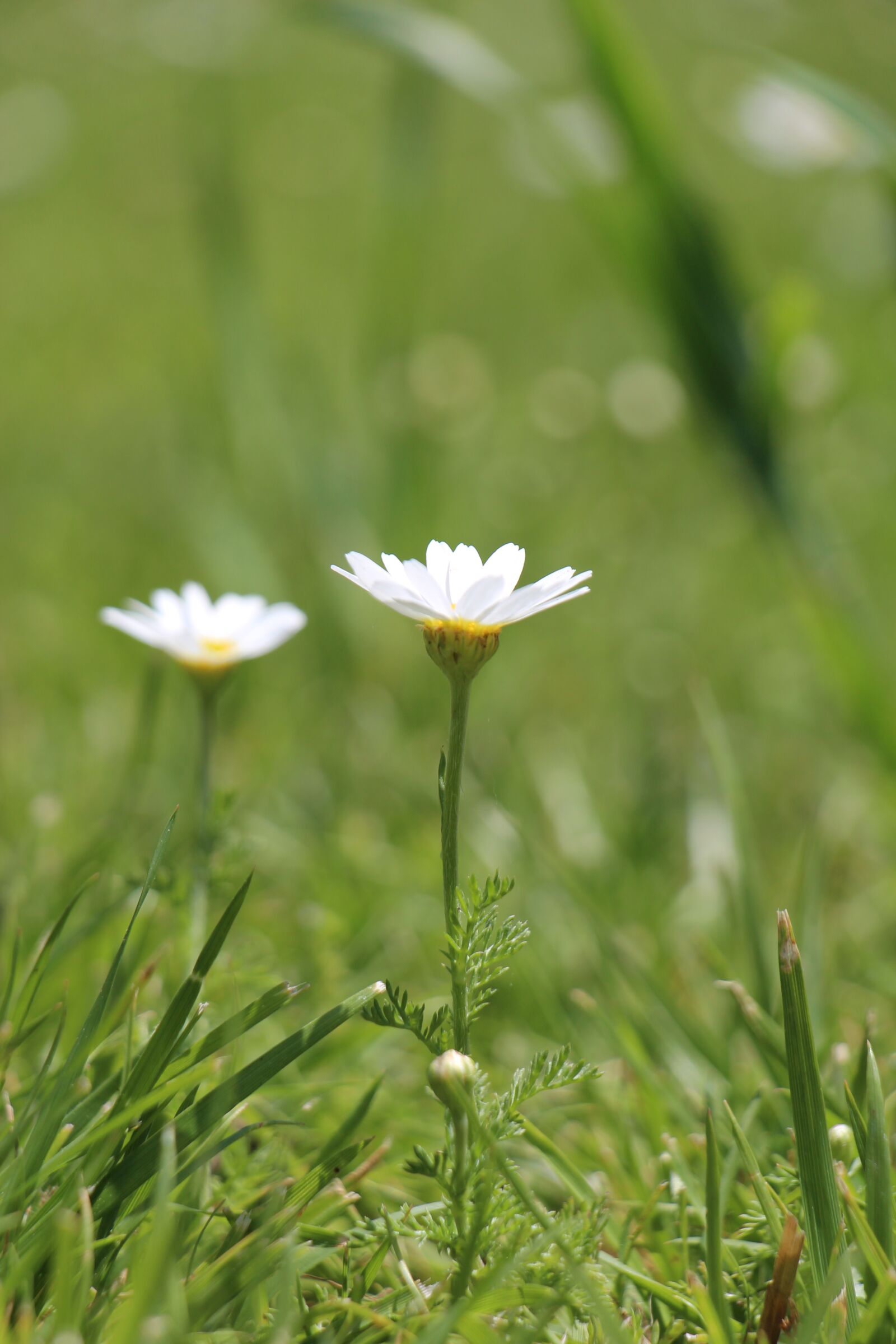 Canon EOS 650D (EOS Rebel T4i / EOS Kiss X6i) + Canon EF-S 18-135mm F3.5-5.6 IS STM sample photo. Daisy, grass, spring photography