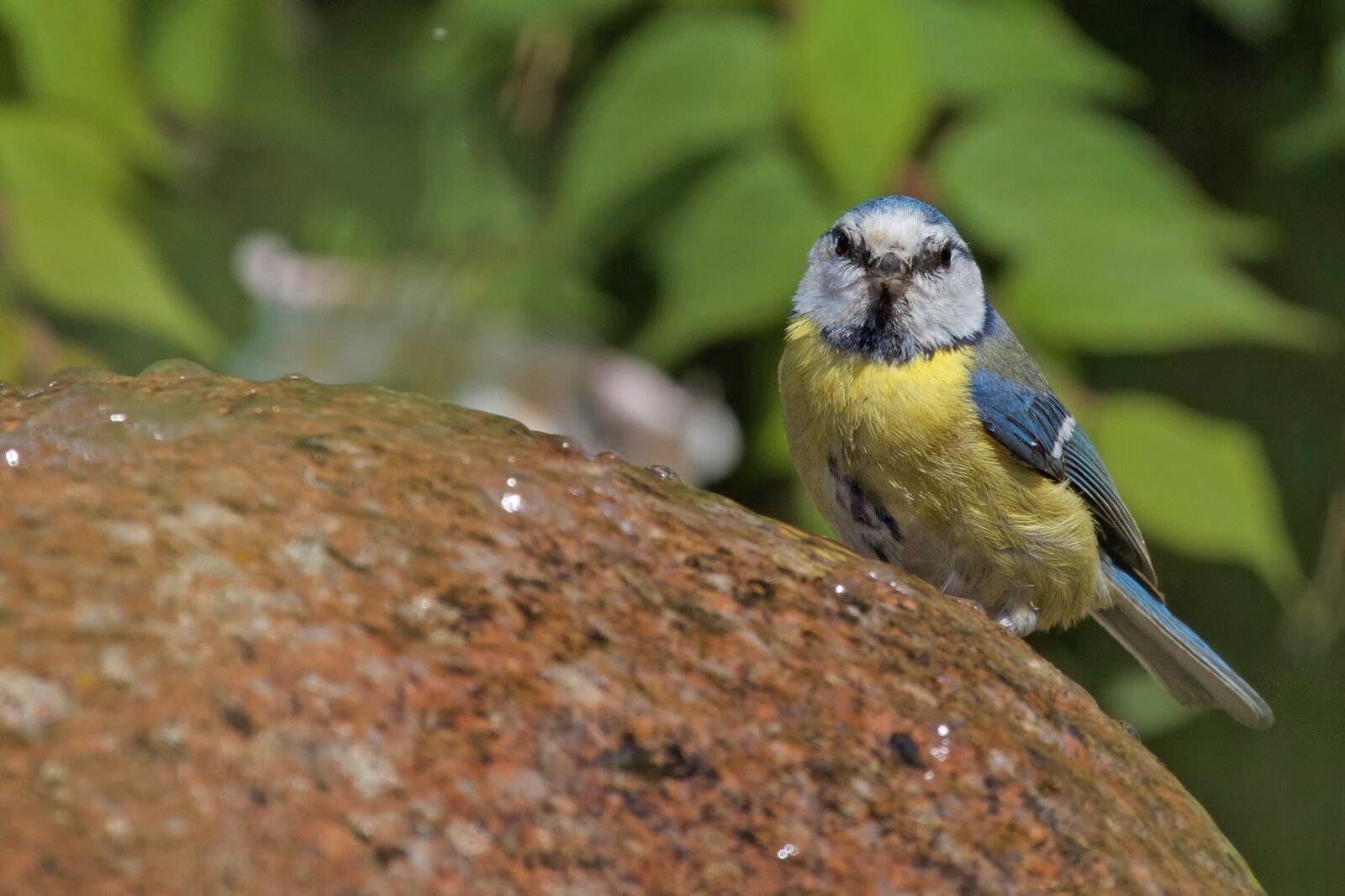 Canon EOS 7D sample photo. Blue tit, tit, cyanistes photography