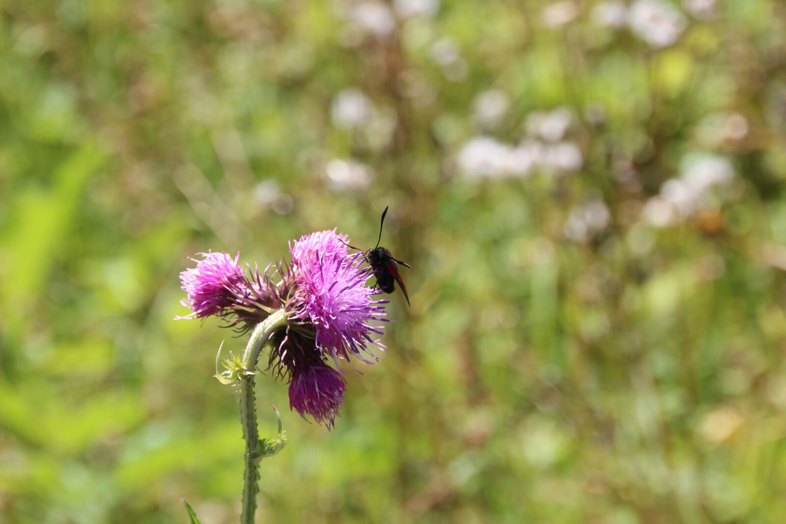 Canon EOS 600D (Rebel EOS T3i / EOS Kiss X5) sample photo. Insect, flower, meadow photography
