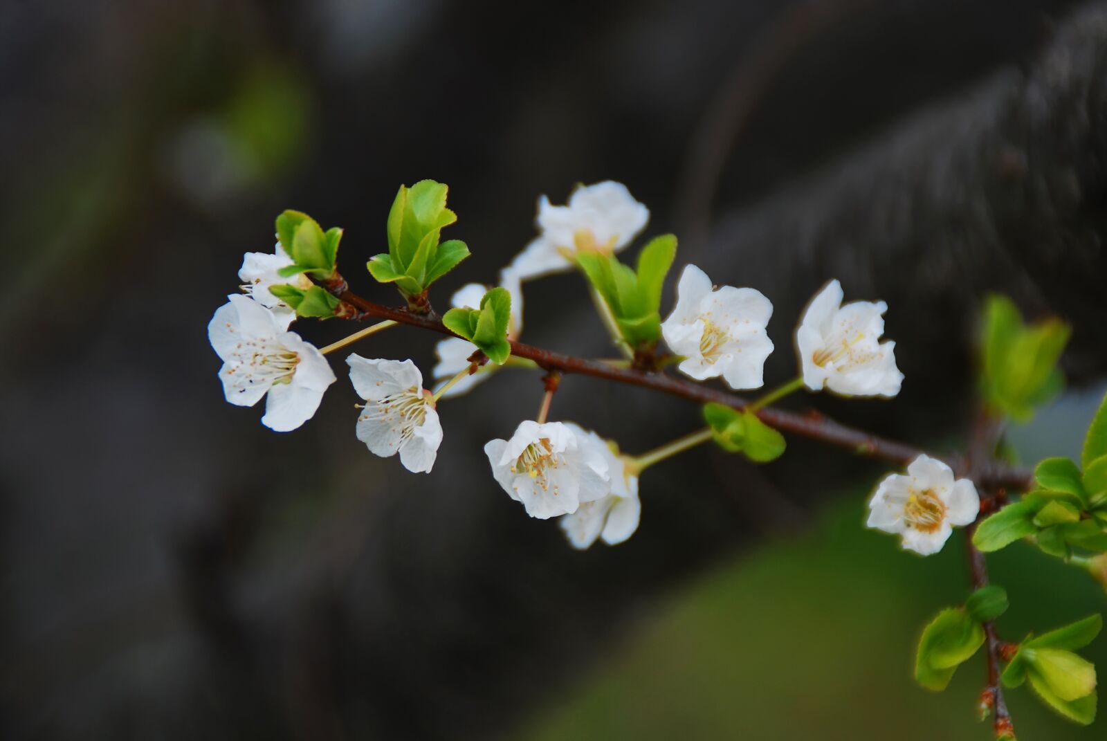 Nikon D40X sample photo. Flower, cherry blossoms, spring photography