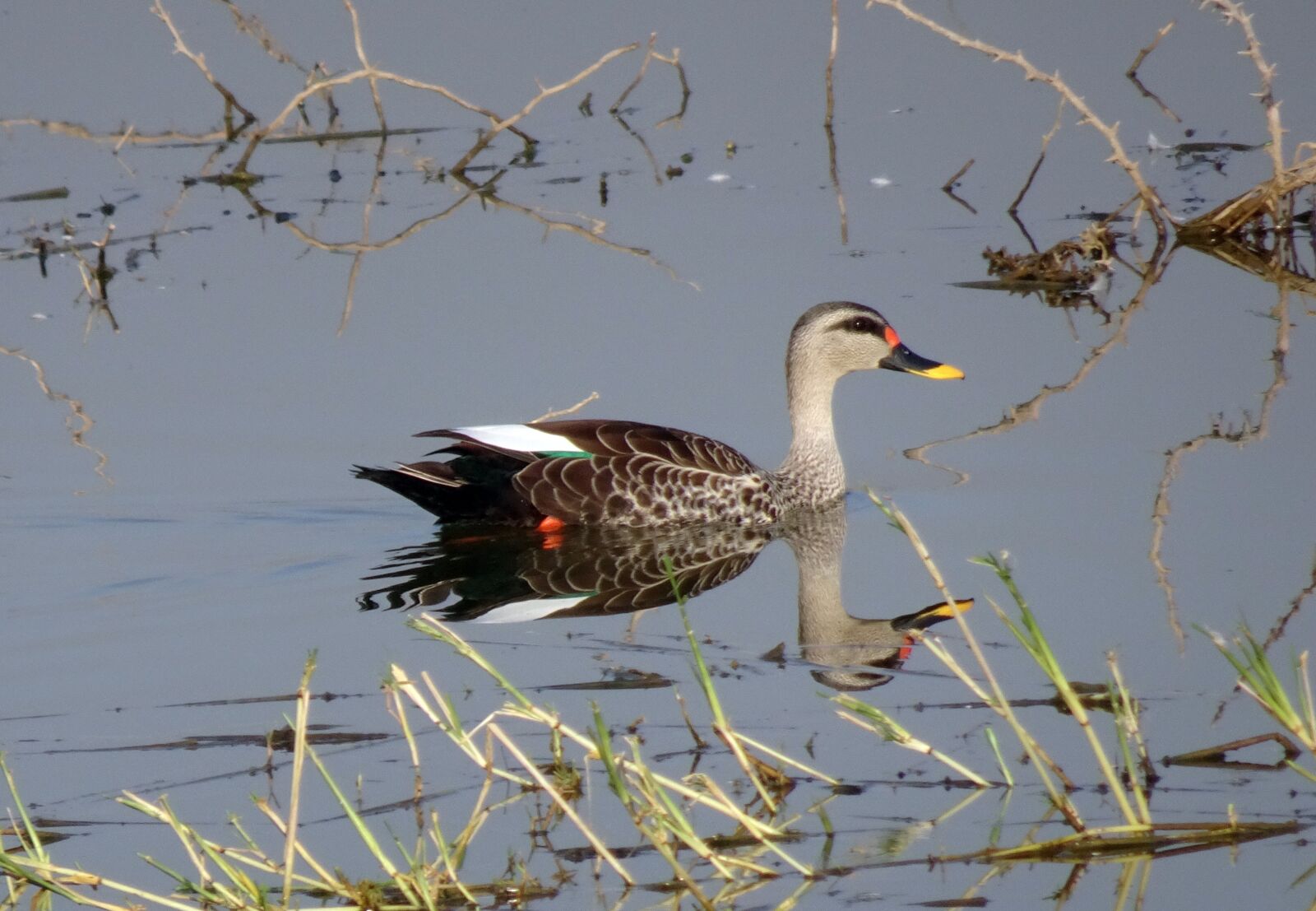 Sony Cyber-shot DSC-HX90V sample photo. Duck, bird, waterfowl photography