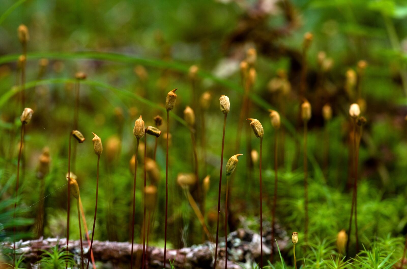 Pentax K-30 sample photo. Growth, moss, forest photography