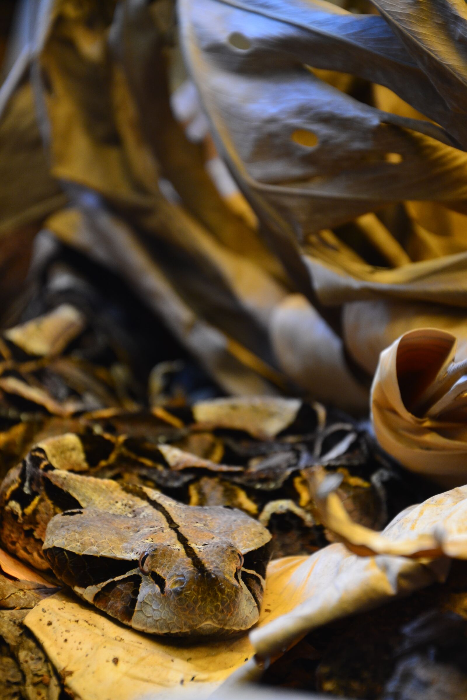 Nikon D3100 sample photo. Nature, poison, gabon viper photography