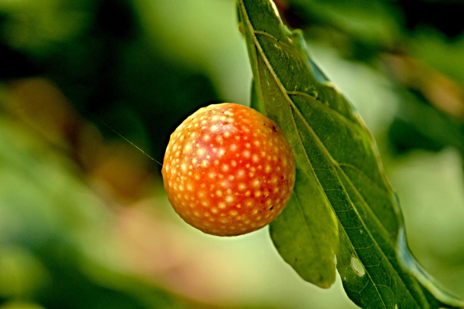 Canon EOS 1100D (EOS Rebel T3 / EOS Kiss X50) sample photo. Galls, oriental chestnut gall photography