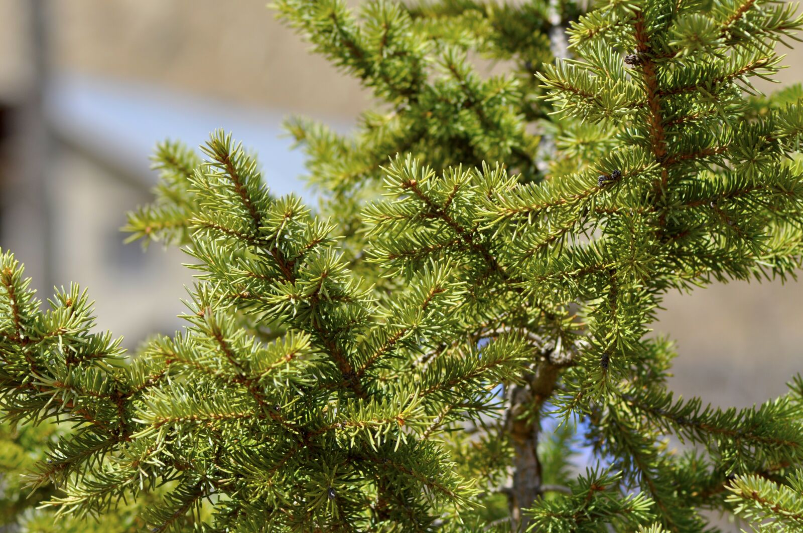 Nikon D90 sample photo. Spruce, tree, tree branch photography