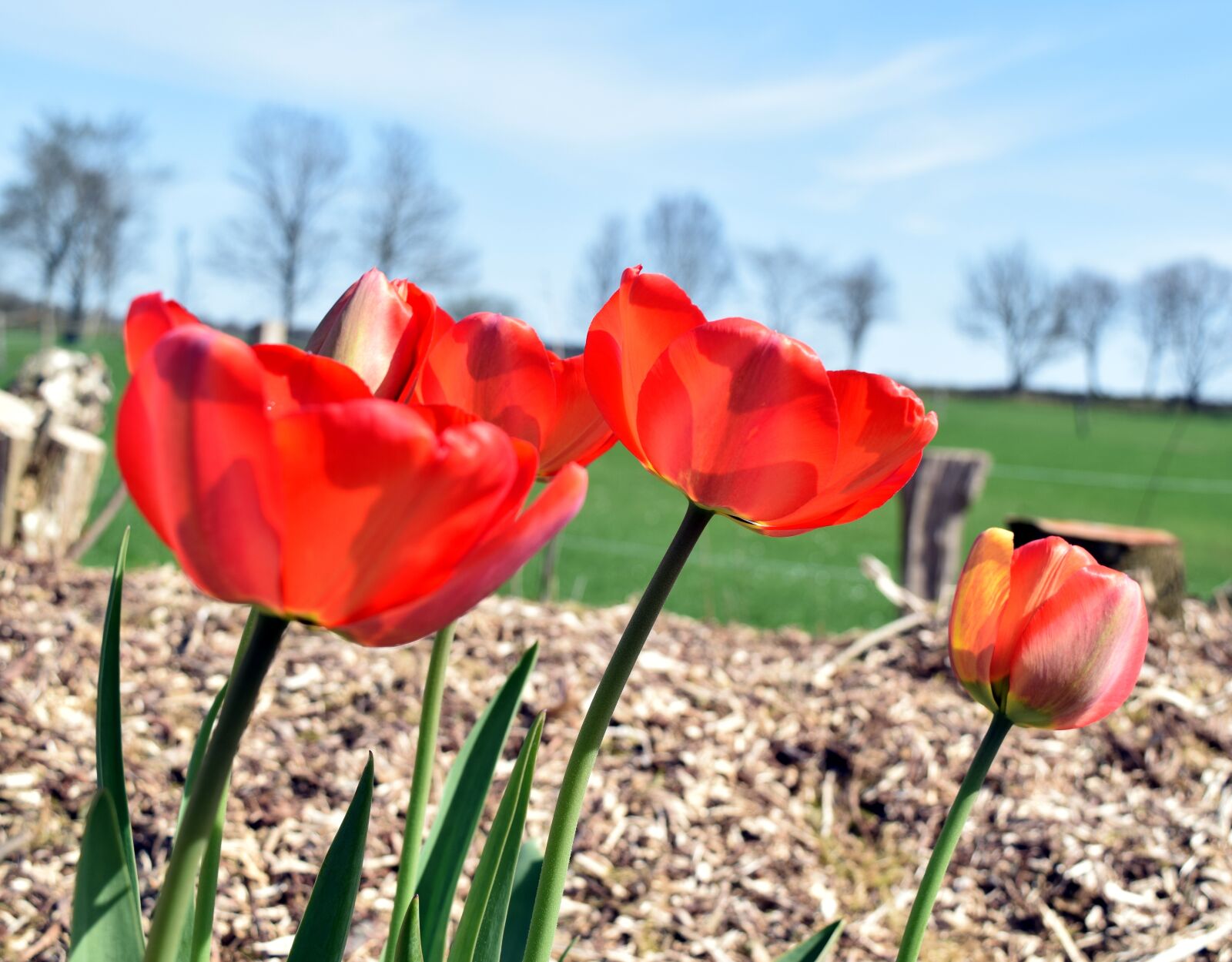Nikon D5300 sample photo. Nature, tulip, flower photography