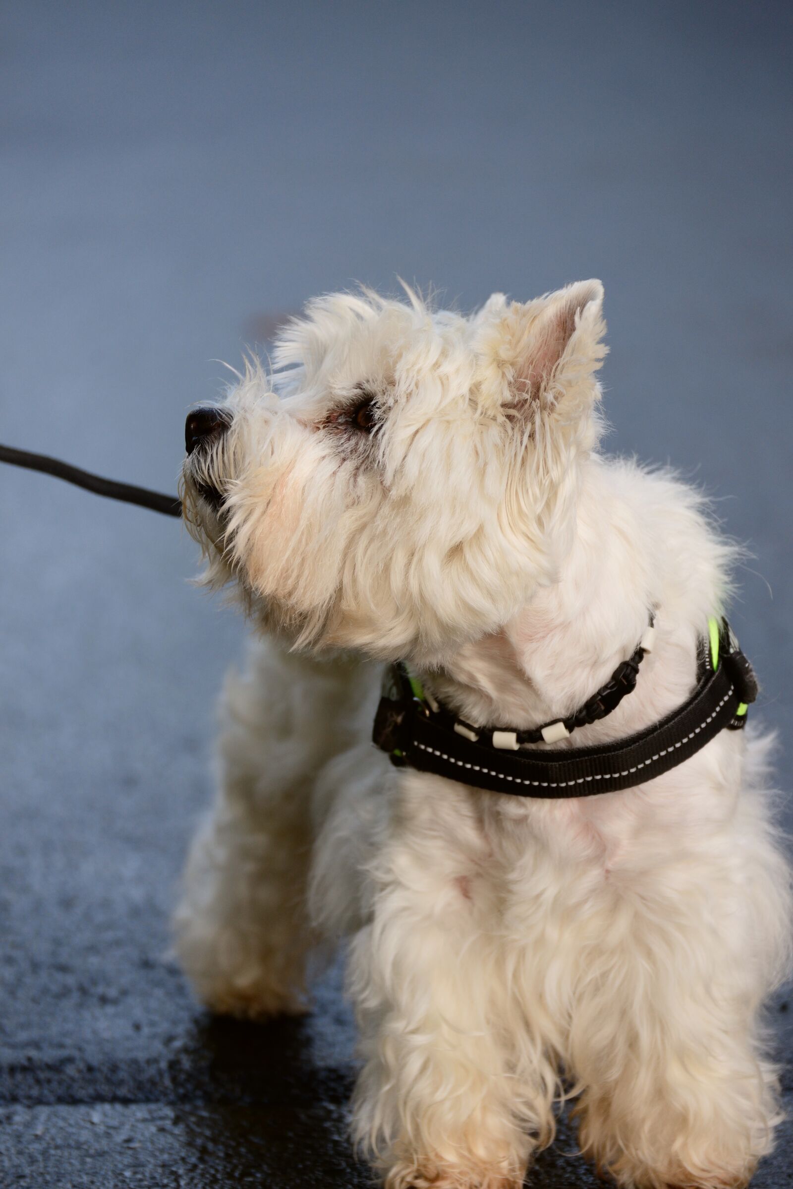 Nikon D610 sample photo. Terrier, west highland terrier photography