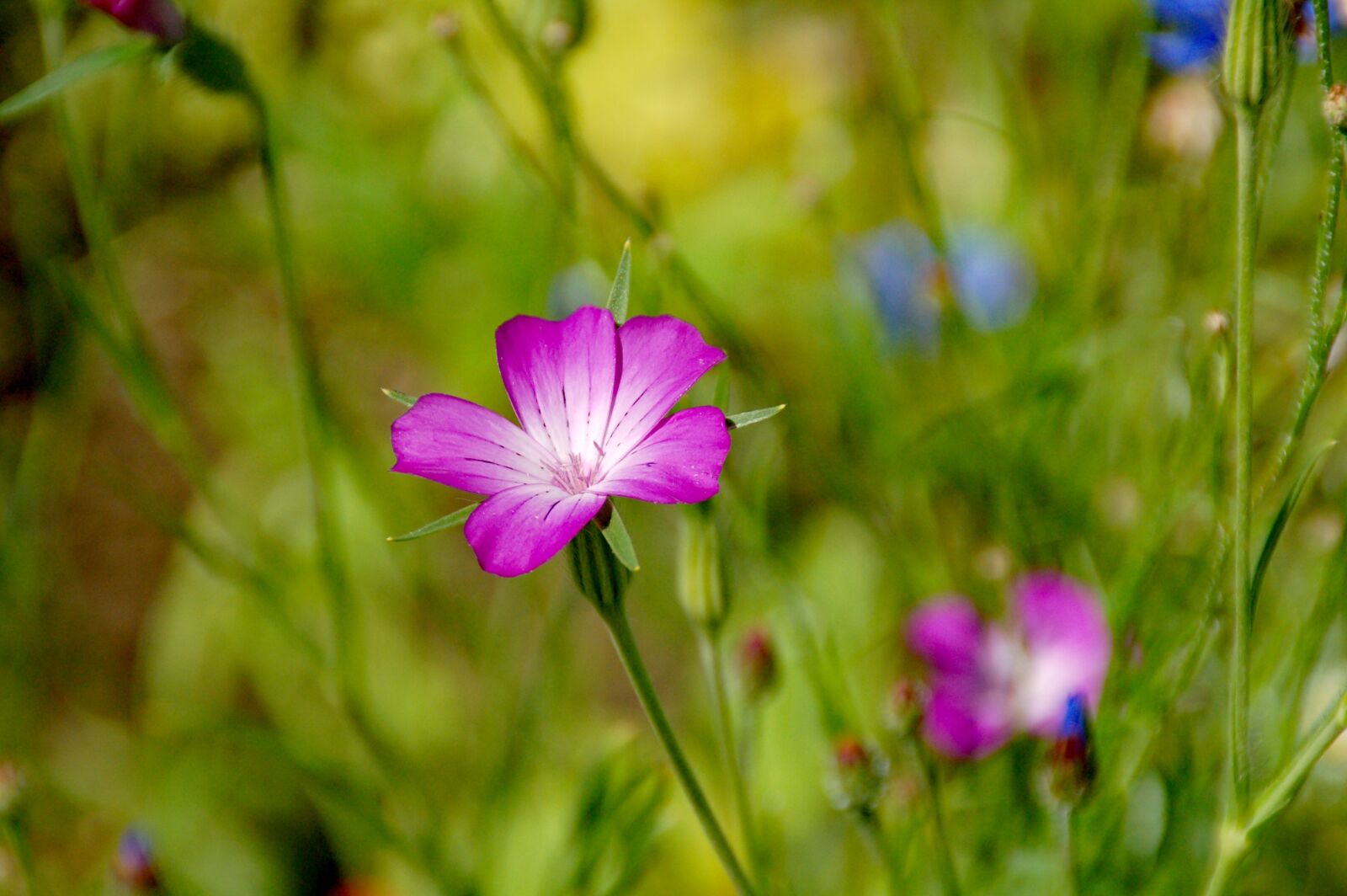 Nikon D50 sample photo. Weeds, pink, flower photography