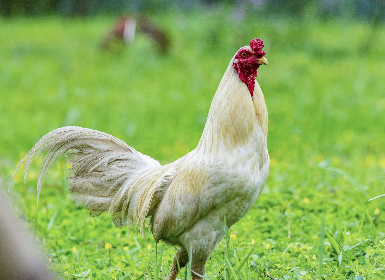 Nikon D810 sample photo. Chicken, rico, delicious photography