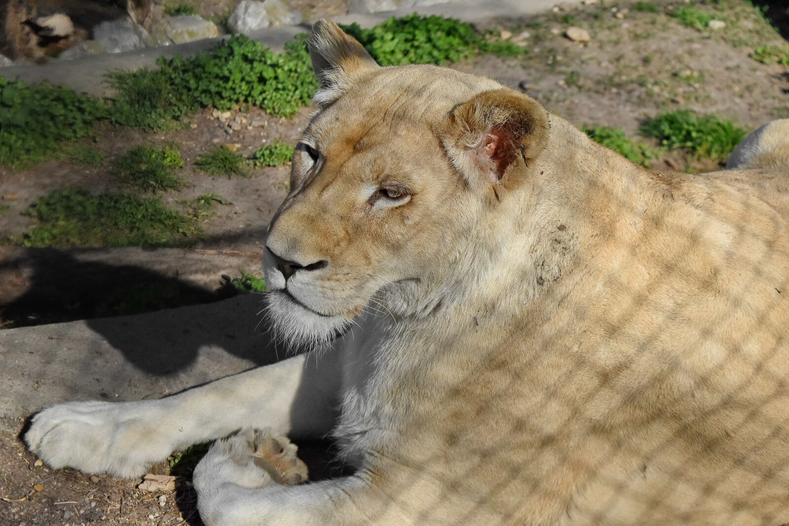 Nikon D5500 sample photo. Lion, carnivore, predator, safari photography