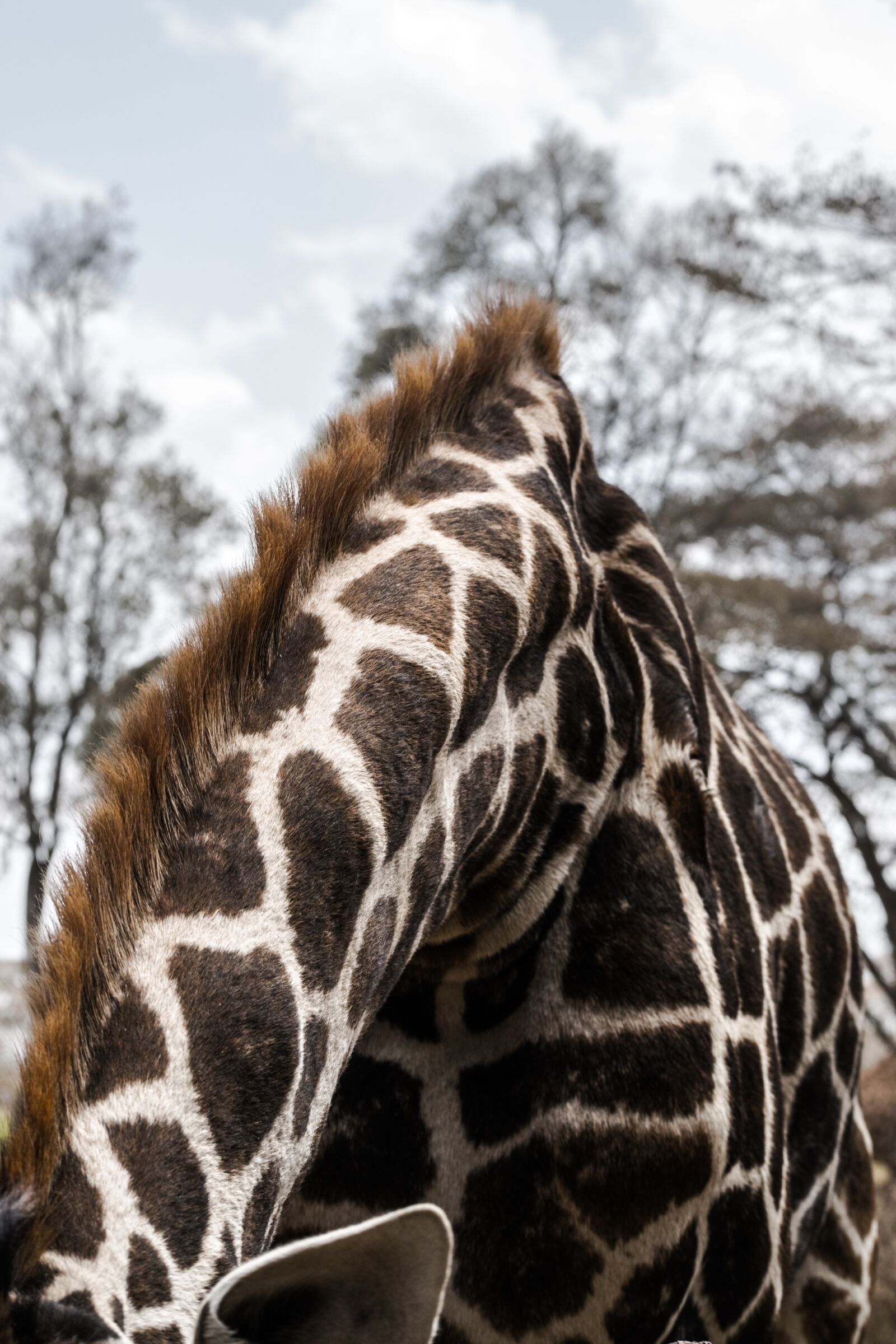 Nikon D3300 sample photo. Giraffe, africa, nature photography