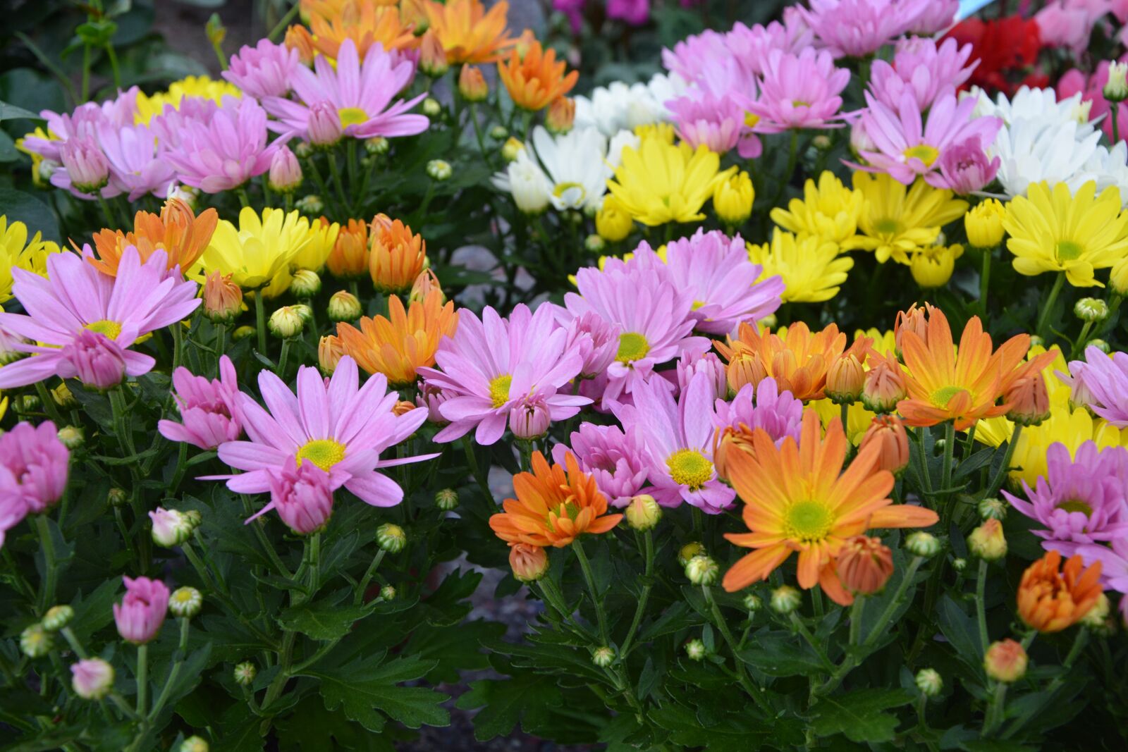 Nikon D5200 sample photo. Flowers, marguerite, orange photography