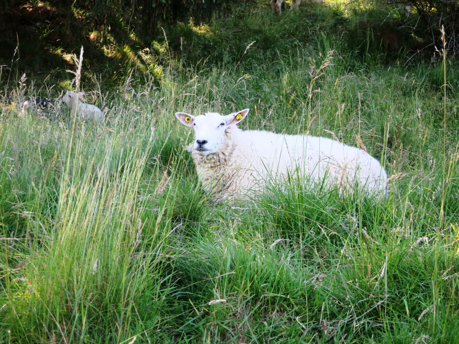 Canon PowerShot S120 sample photo. Sheep, animal, nature photography
