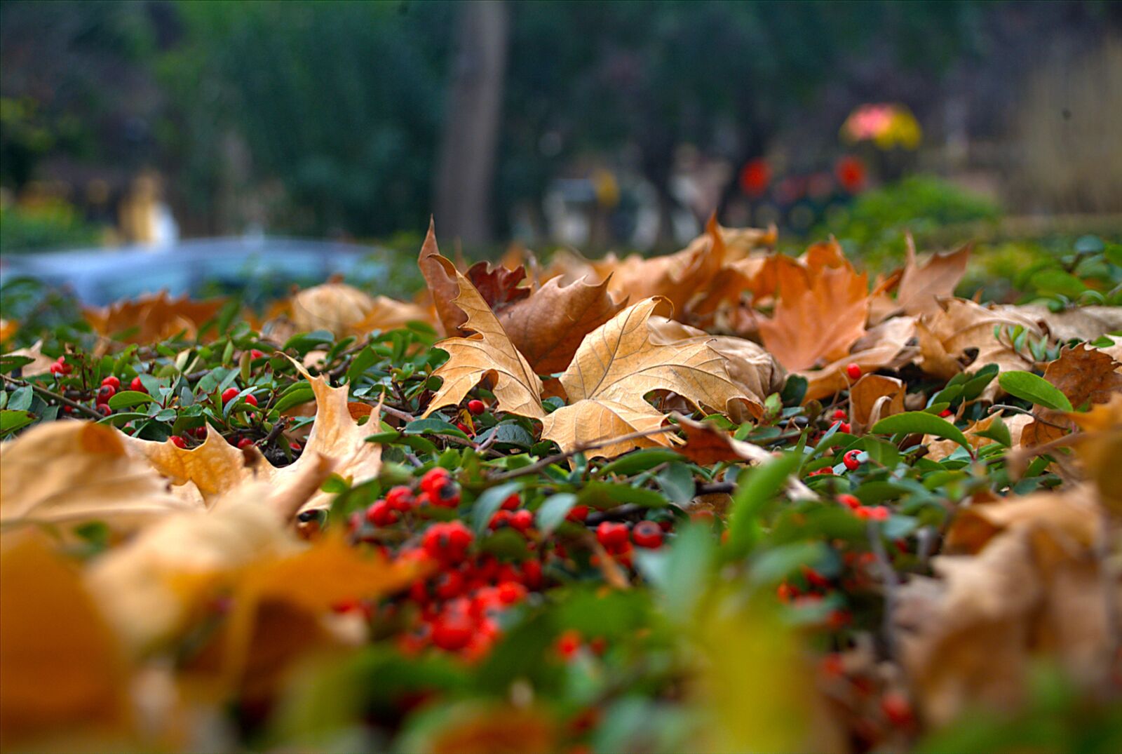Fujifilm FinePix S3 Pro sample photo. Nature, autumn, dry leaf photography