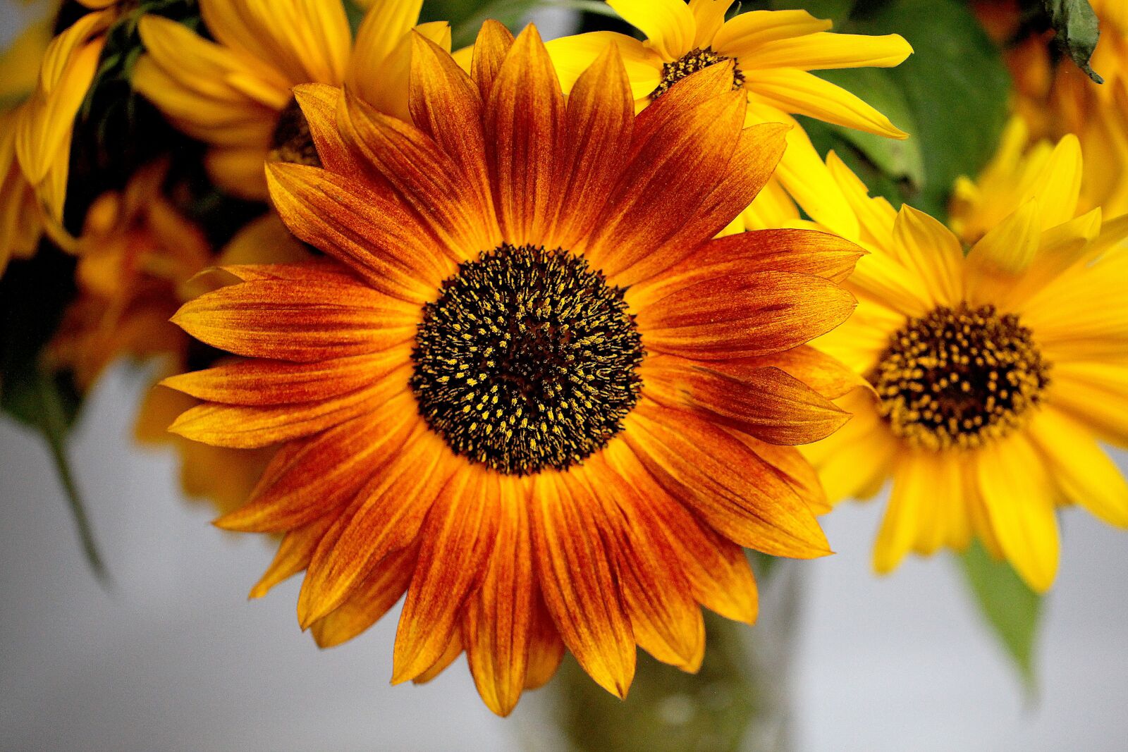 Canon EOS 5D Mark II sample photo. Sunflower, ornamental sunflower, blooming photography