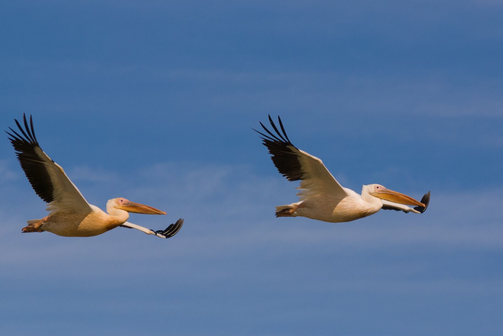 Nikon D80 sample photo. Wildlife, bird, nature photography