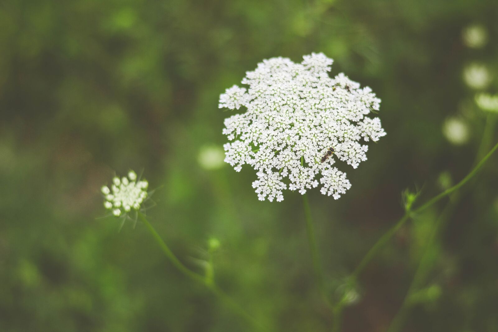 Nikon D3100 sample photo. Queen anne's lace, white photography