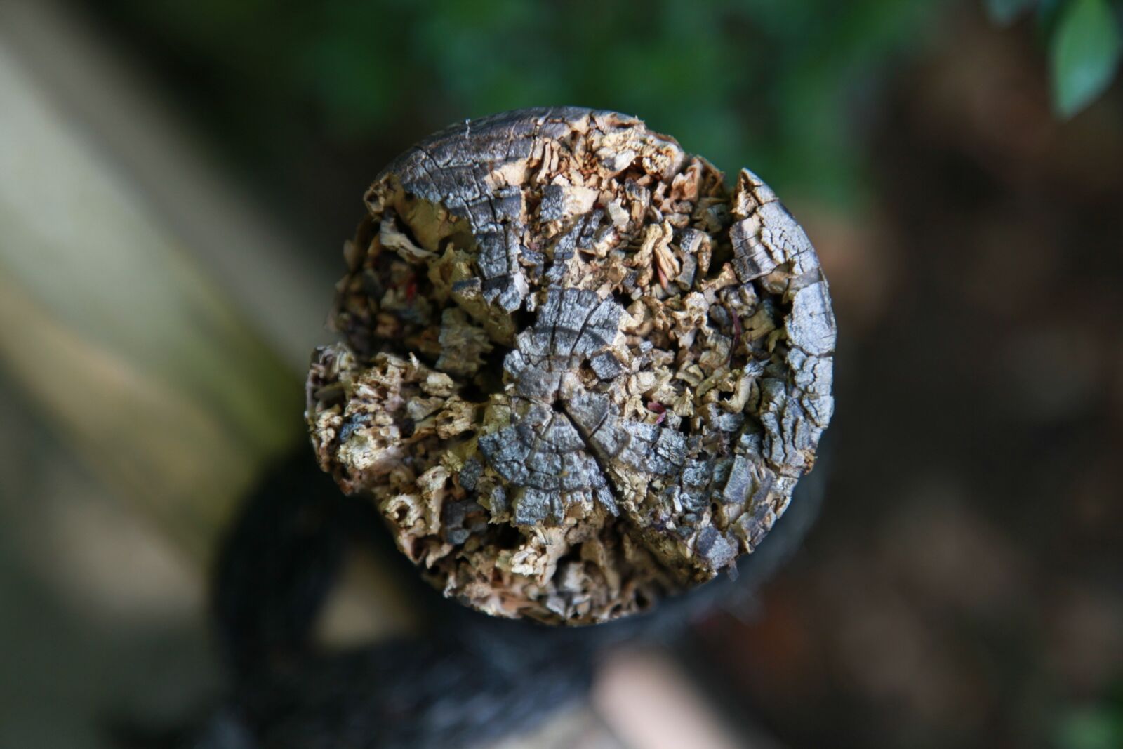 Canon EOS 5D Mark II sample photo. Wood, annual zone, plants photography
