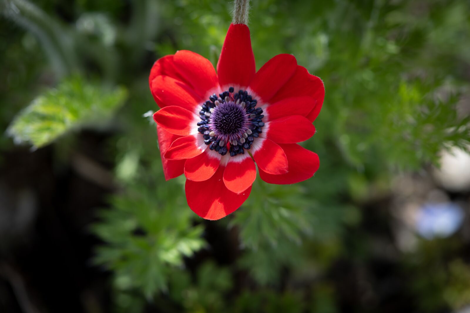 Nikon D750 sample photo. Anemone, red, flower photography