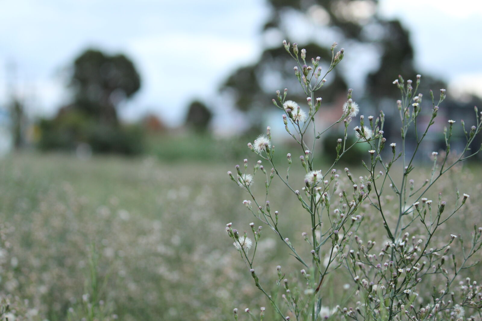 Canon EF-S 55-250mm F4-5.6 IS II sample photo. Blurred, background, day, depth photography