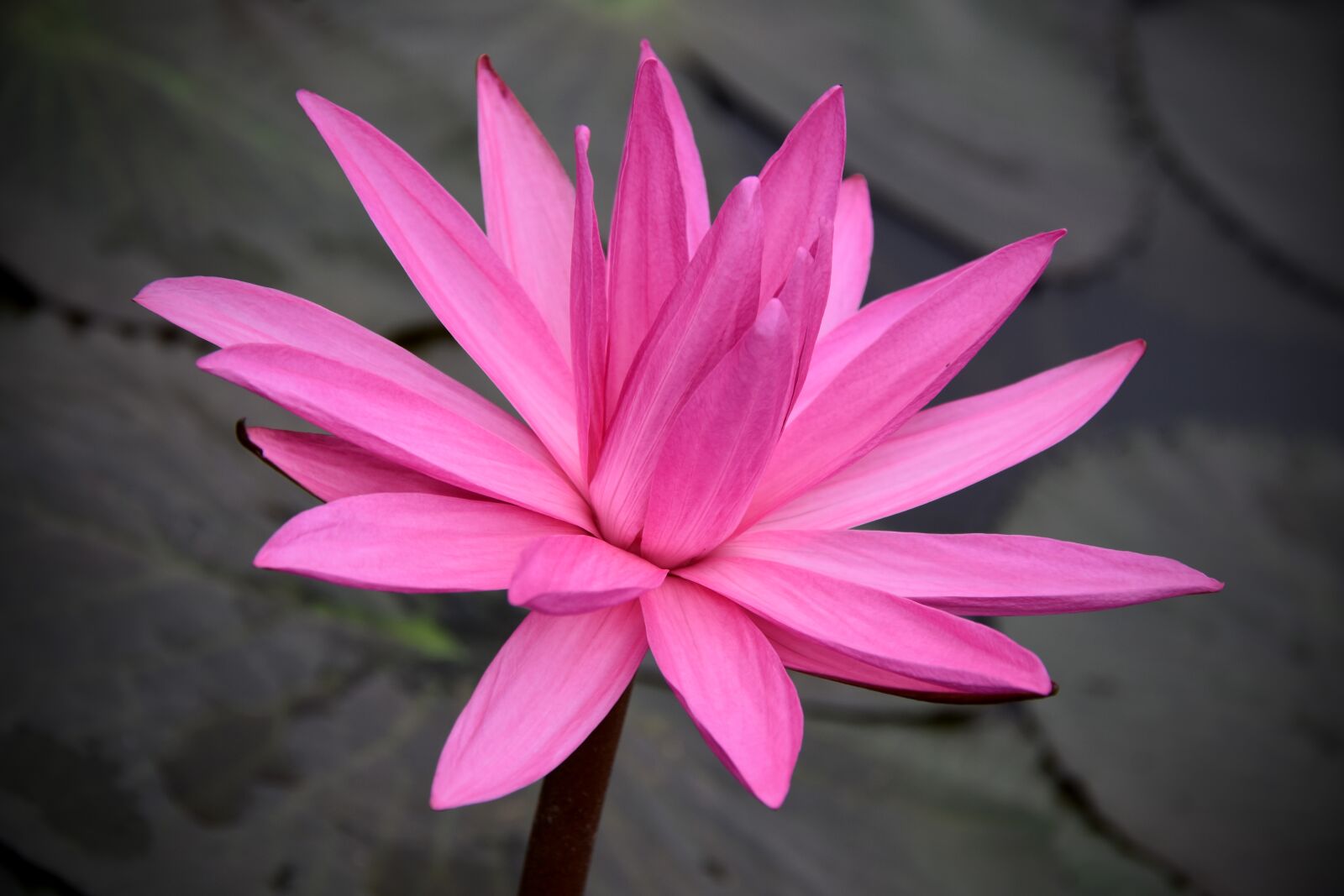 Nikon D7200 sample photo. Lily, pink, dress photography