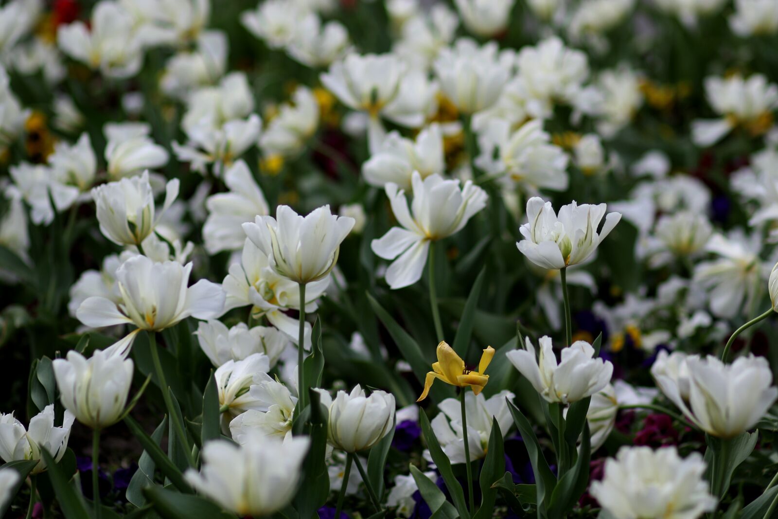 Canon EF 85mm F1.8 USM sample photo. Tulips, white, supplies photography