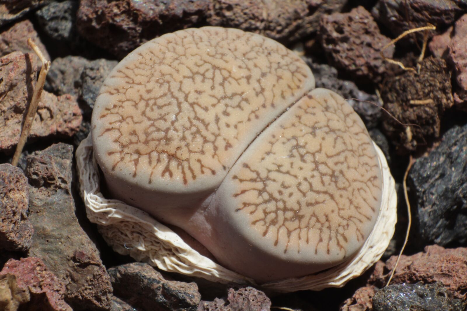 Canon EOS 1200D (EOS Rebel T5 / EOS Kiss X70 / EOS Hi) sample photo. Lithops leslei var venteri photography