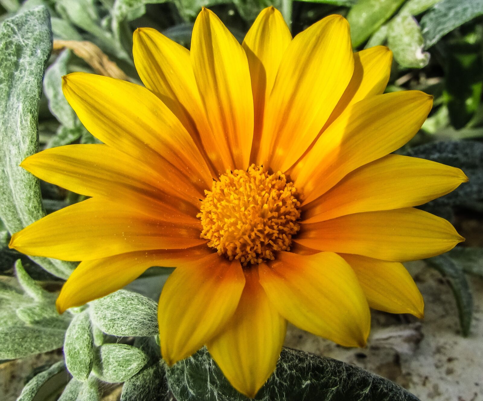 Canon PowerShot SX400 IS sample photo. Daisy, flower, yellow photography