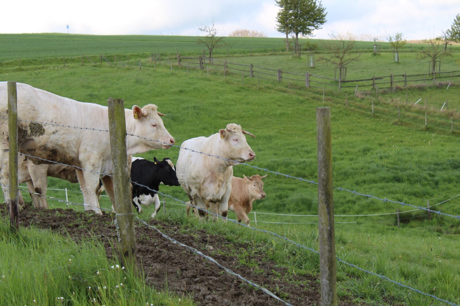 Canon EOS 1300D (EOS Rebel T6 / EOS Kiss X80) sample photo. Cows, meadow, pasture photography