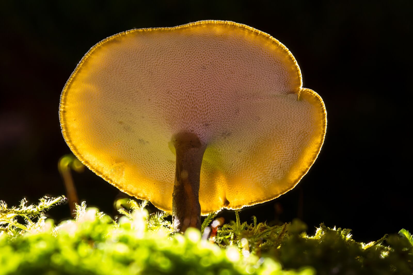 Canon EOS 7D sample photo. Mushroom, mini mushroom, reishi photography