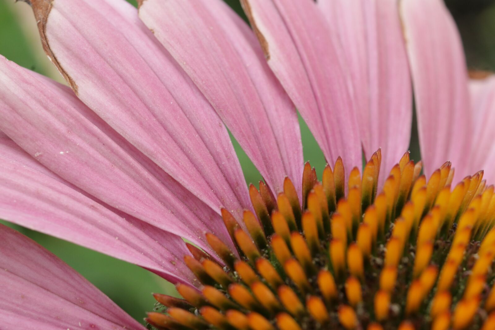 Canon EOS 80D sample photo. Echinacea, flower, pink photography