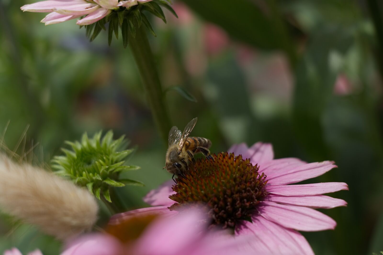 Canon EOS 80D sample photo. Bee, nature, summer photography