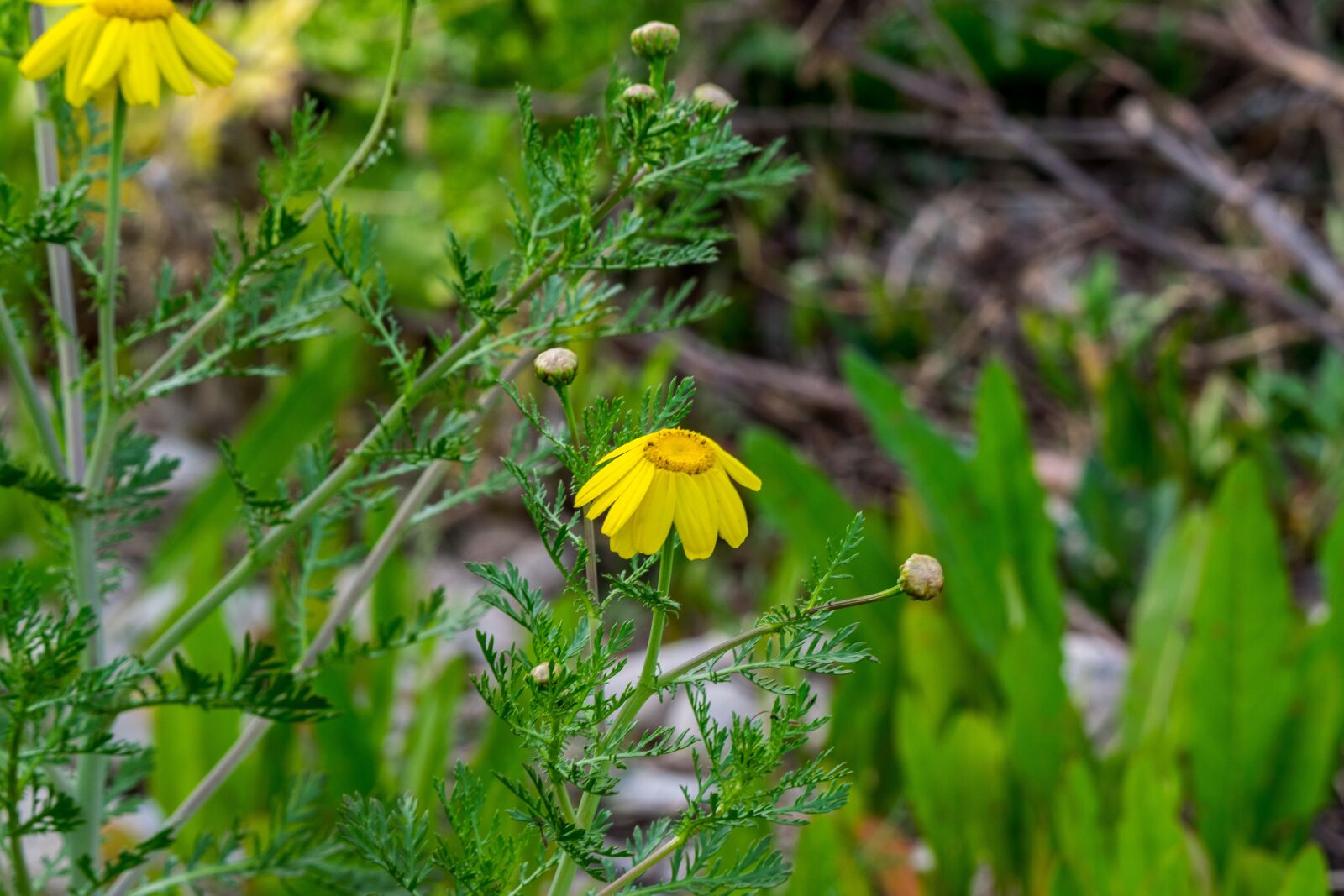 Nikon D5300 sample photo. Nature, plant, flower photography