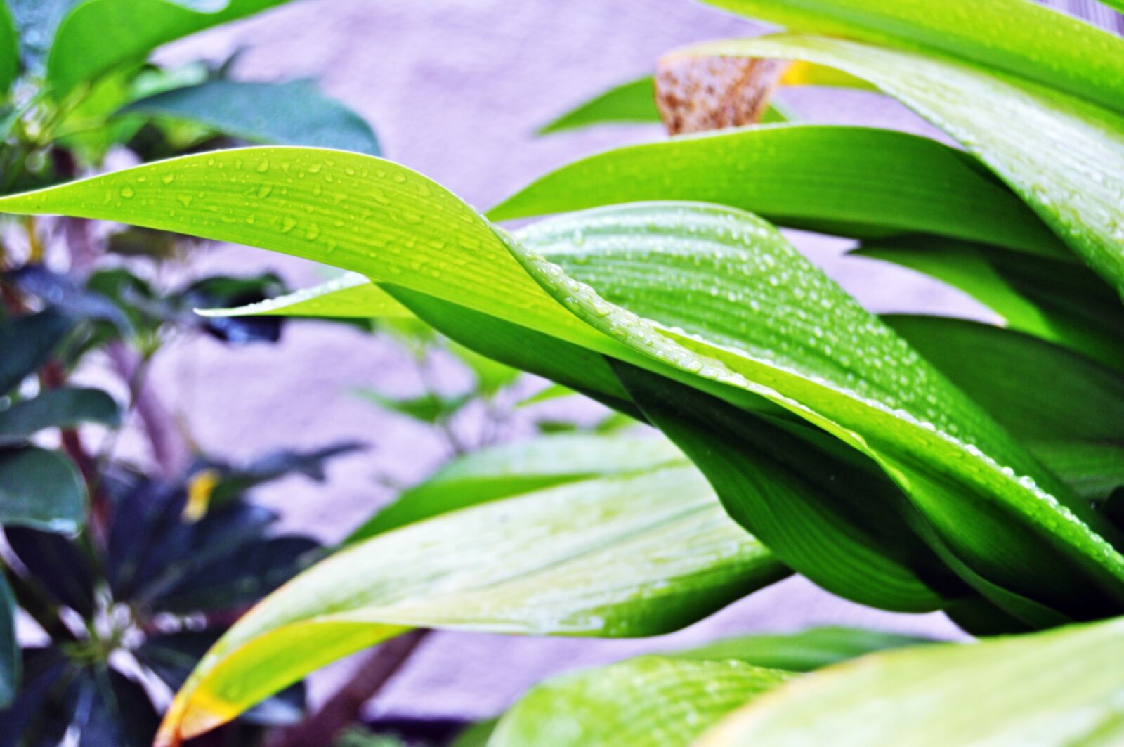 Nikon D5000 sample photo. Plants, green, garden photography