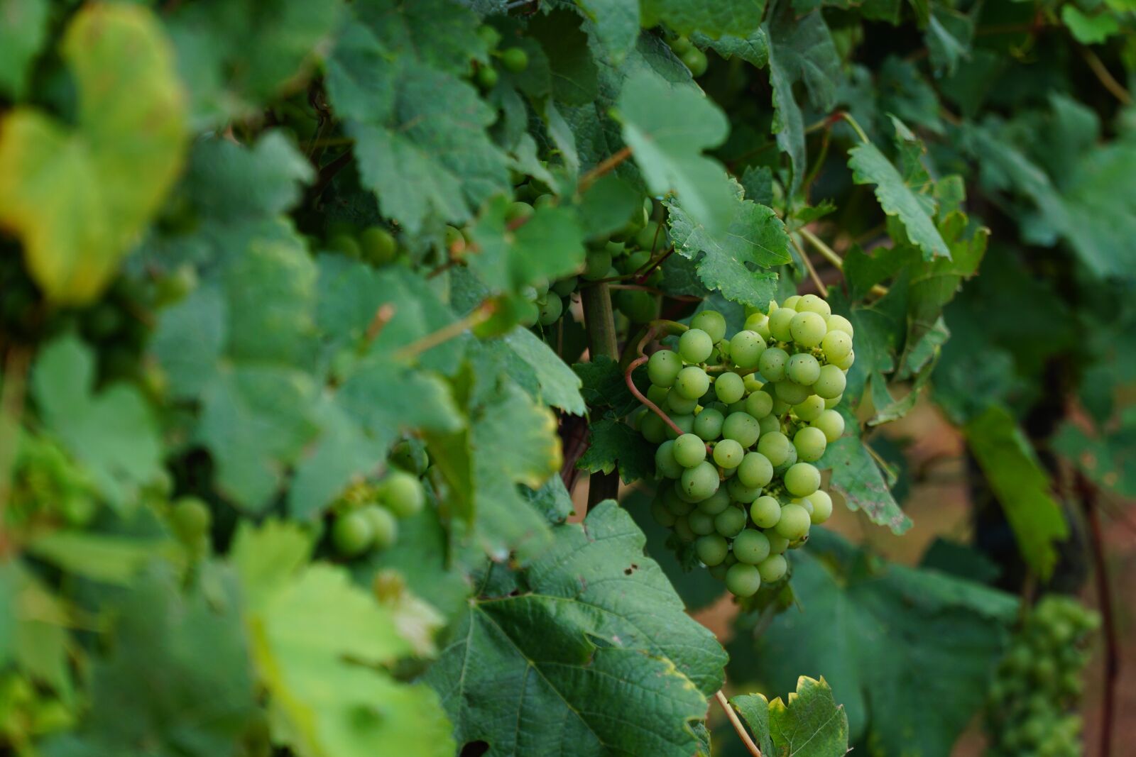 Sony a6500 + Sony E PZ 18-105mm F4 G OSS sample photo. Wine leaf, vines, vine photography